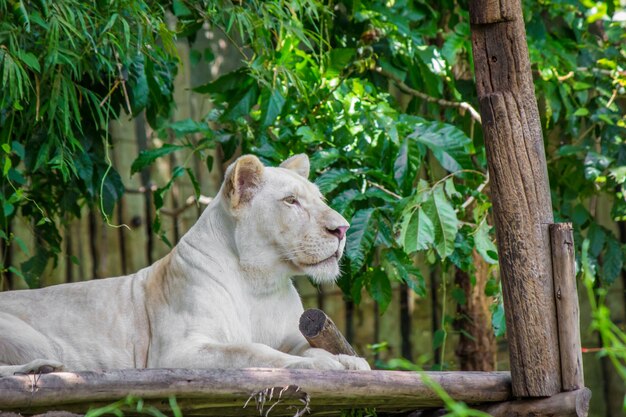 Lion blanc sur bois.