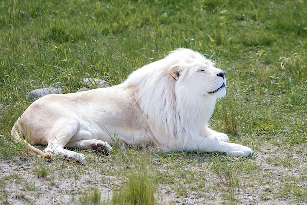 Lion blanc couché sur l'herbe verte