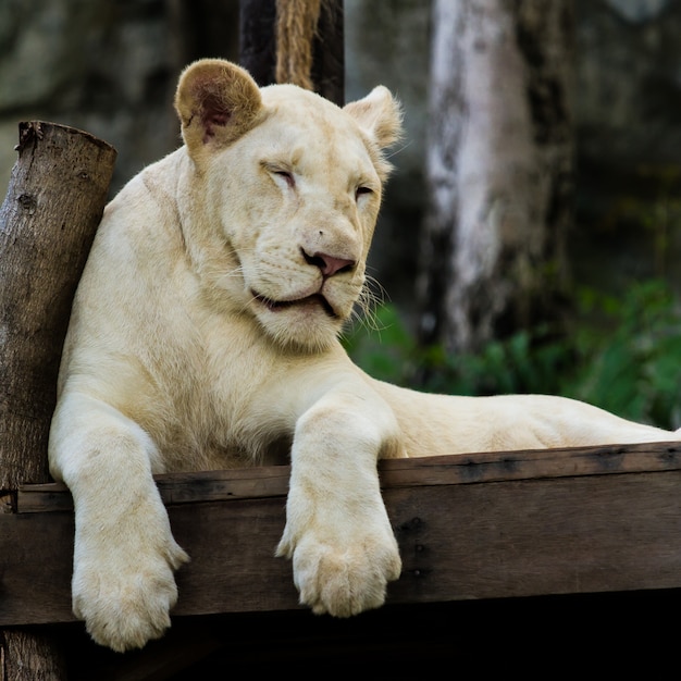 Photo lion blanc dormir de près