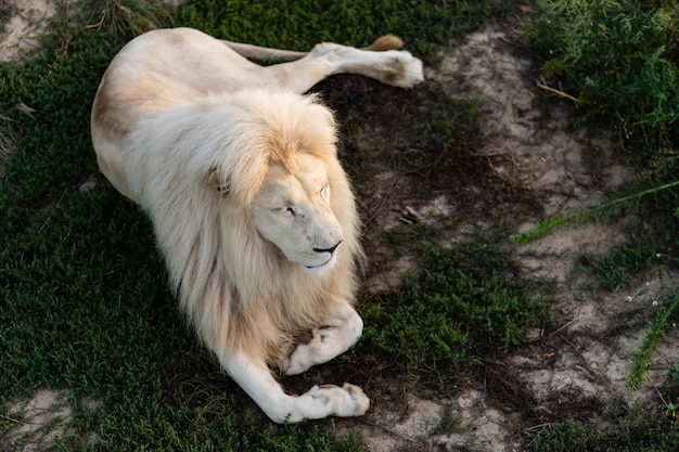 Lion blanc mâle couché