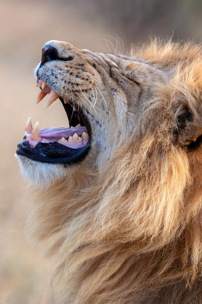 Lion Botswana Afrique