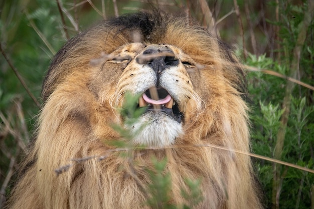 Photo le lion brun en gros plan