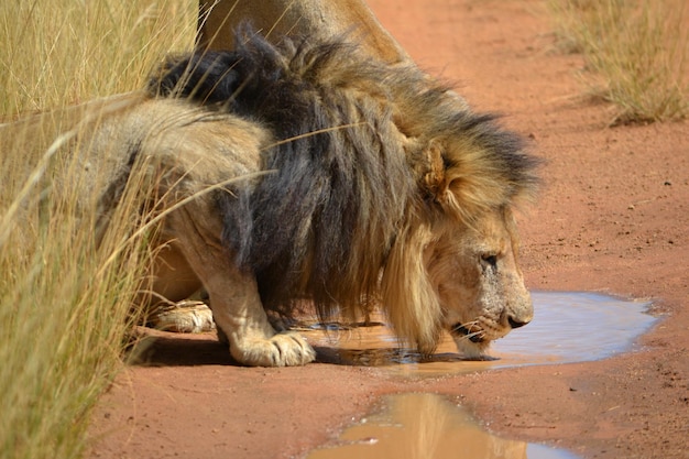 Un lion buvant de l'eau d'une flaque d'eau