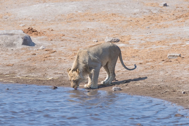 Lion buvant à l'étang d'eau. Safari animalier dans le parc national d'Etosha, principale destination de voyage en Namibie, en Afrique.