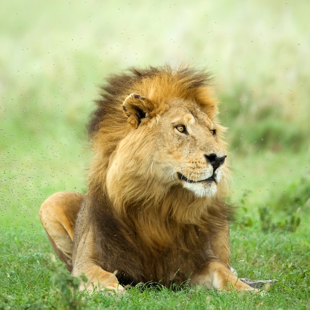 Lion couché dans l'herbe dans la réserve du Serengeti