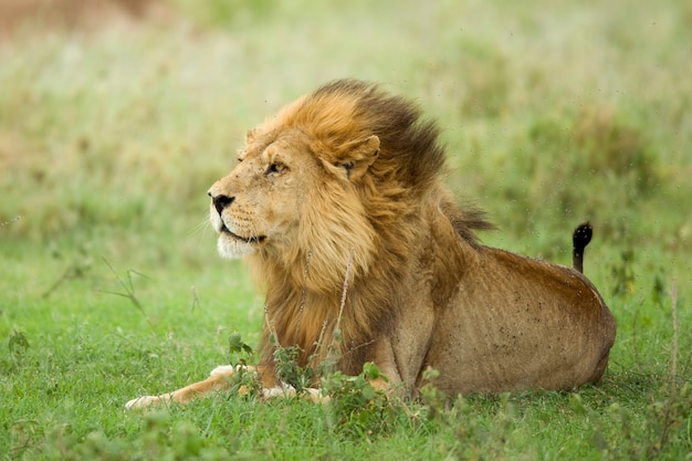 Lion couché dans l'herbe dans la réserve du Serengeti