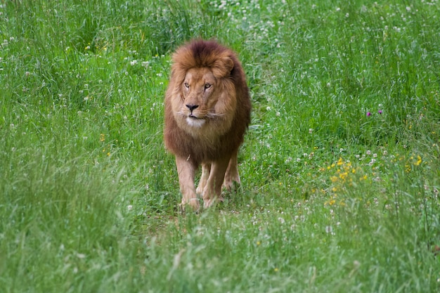 Photo lion dans un environnement naturel