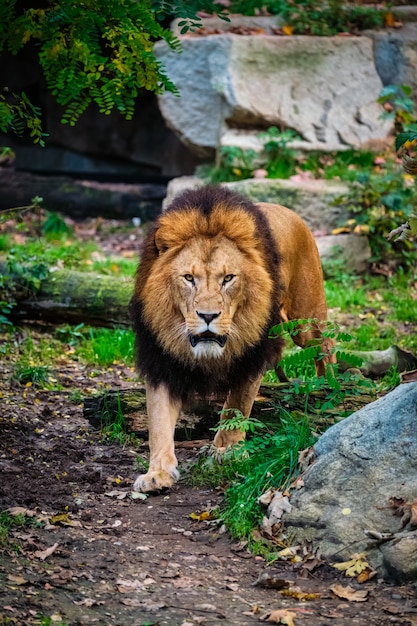 Lion dans la forêt de la jungle dans la nature