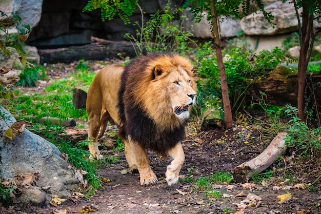 Lion dans la forêt de la jungle dans la nature