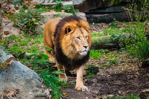 Lion dans la forêt de la jungle dans la nature