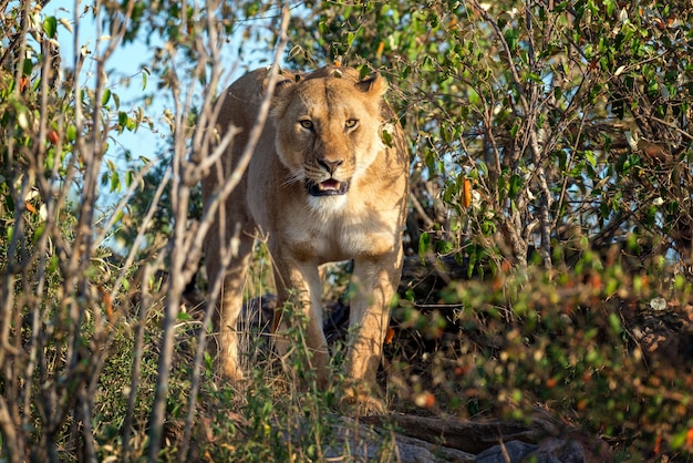 Lion dans le parc national du Kenya, Afrique