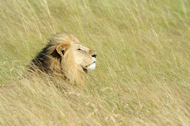 Lion dans le parc national du Kenya