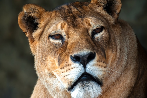 Photo lion dans la savane africaine masai mara