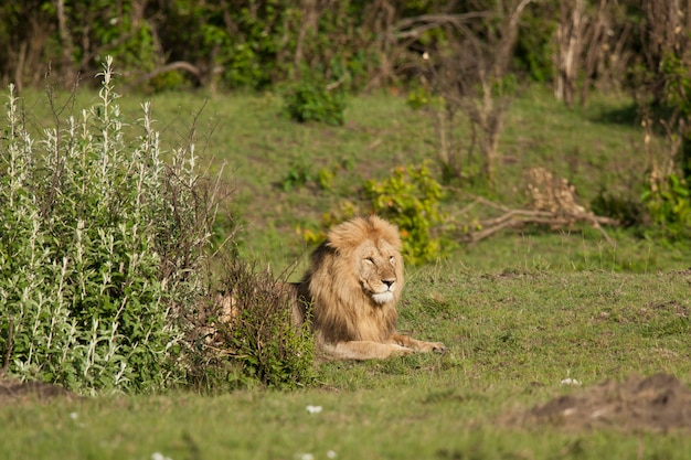 Lion dans la savane