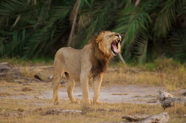 Lion dans la savane