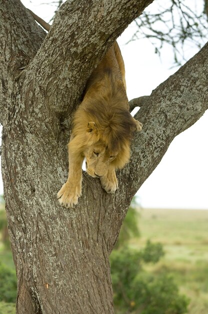 Lion descendant un arbre