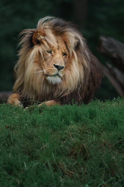 Photo lion du katanga