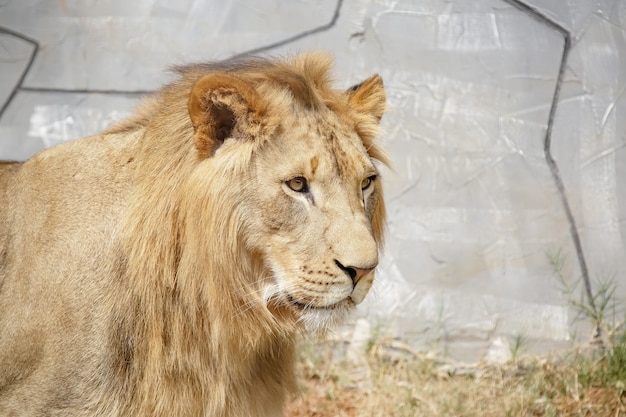 Le lion est une espèce de mammifère carnivore du genre Panthera et de la famille des Felidae