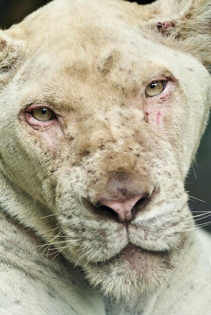 Photo le lion est un félin.