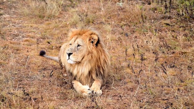 Un lion à l'état sauvage