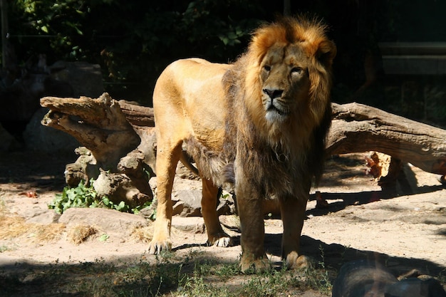 Photo le lion à l'extérieur