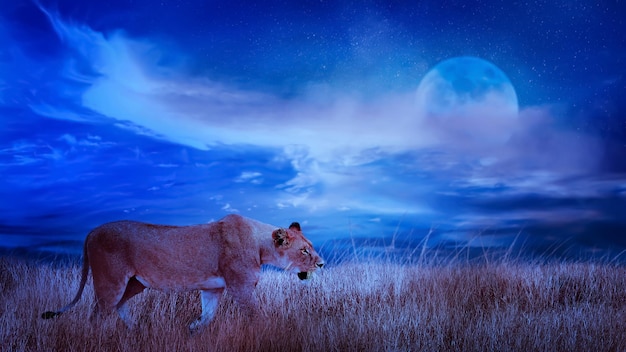 Lion femelle dans la savane africaine Nuit au clair de lune paysage africain Afrique Tanzanie Parc national du Serengeti La vie sauvage de l'Afrique