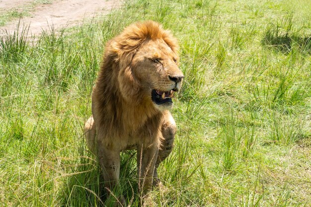 Photo un lion fier assis dans l'herbe