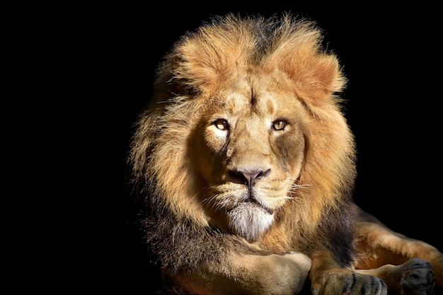 Un lion sur fond noir