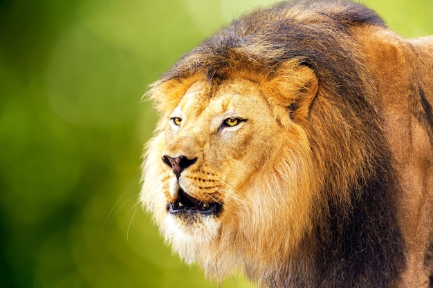 Lion avec fond vert bokeh