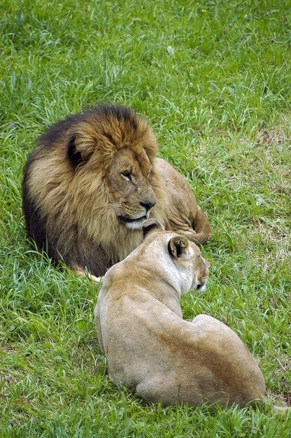 Un lion et une lionne allongés sur l'herbe au repos