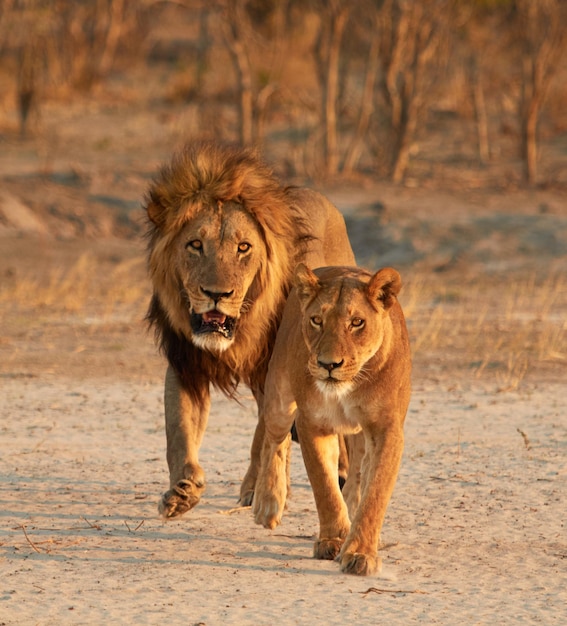 Un lion et une lionne courent dans la forêt.