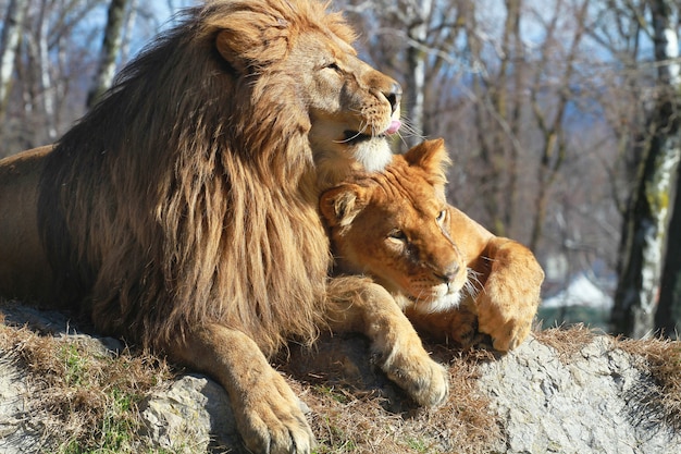 lion et lionne dans le zoo safari