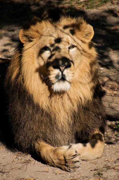 Un lion à longue crinière est assis sur un rocher.