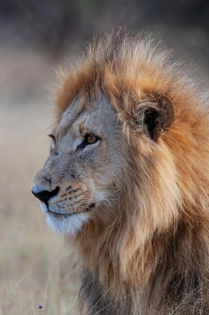 Lion mâle Afrique Botswana