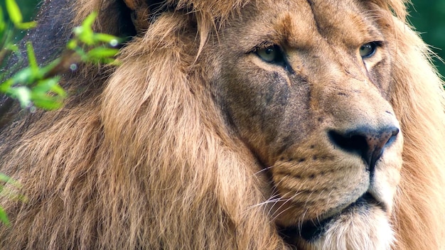 Photo lion mâle le roi de la forêt