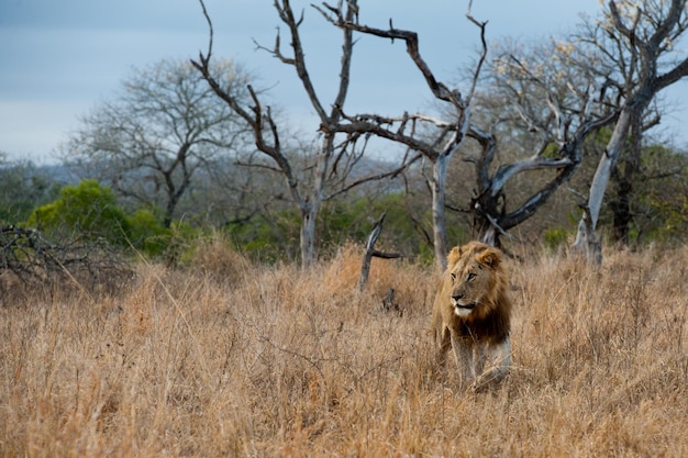 Un lion mâle se promène dans les prairies.