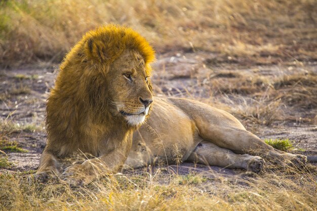 Lion mâle se reposant paisiblement sur le sol dans le Masai Mara Safari, Kenya