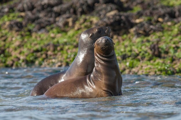 Lion de mer chiot Patagonie Argentine