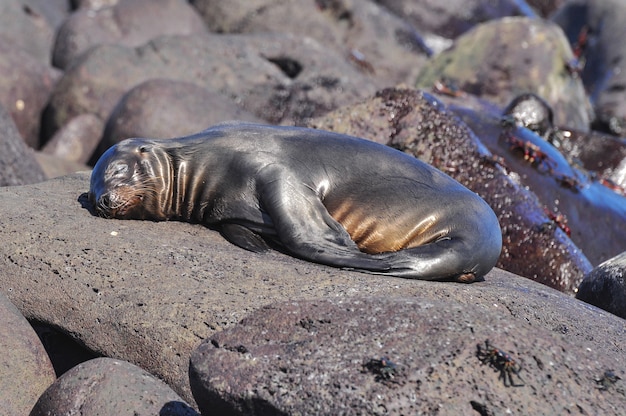 Lion de mer endormi sur un rocher