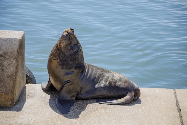 Le lion de mer mâle dans le port de Mar del Plata à Buenos Aires