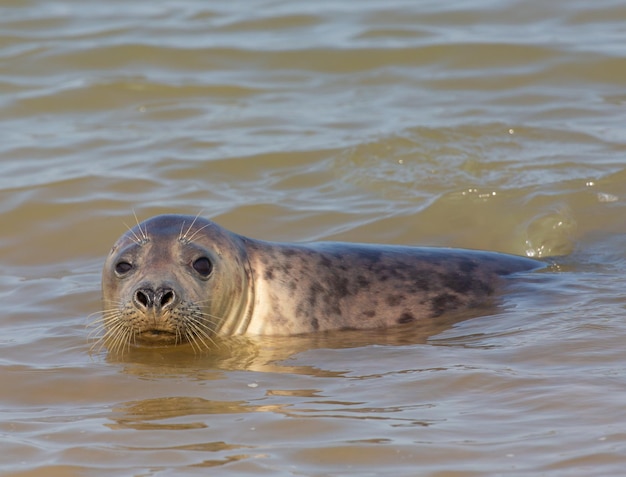 Lion de mer mignon nageant dans l'eau de la mer