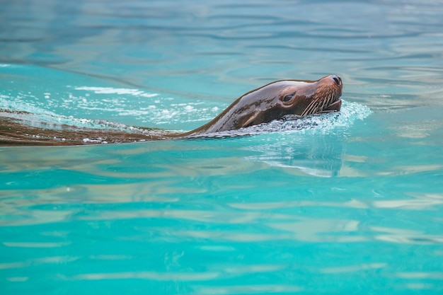 Photo le lion de mer nageant dans l'eau photographie prise en france