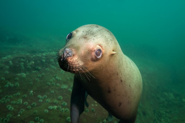 Lion de mer nageant sous l'eau dans l'océan Pacifique