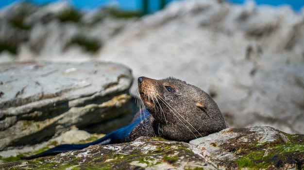 Lion de mer en Nouvelle-Zélande