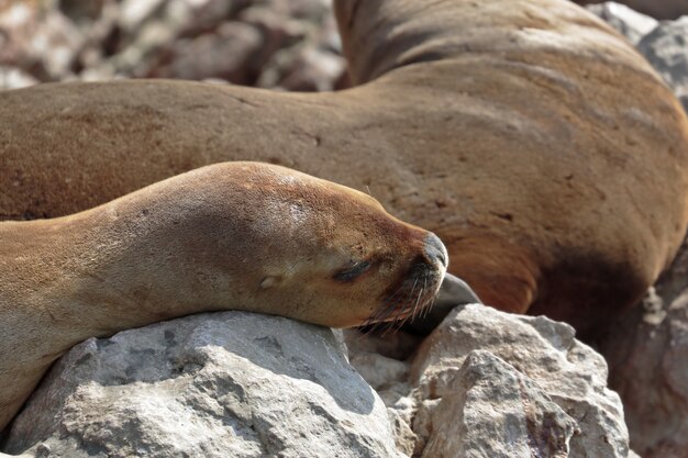 lion de mer (Otaria Flavescens)