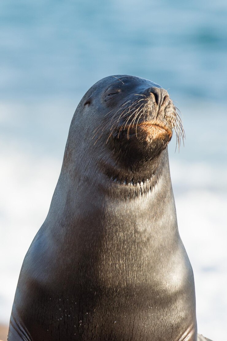 Photo lion de mer sur la plage en patagonie