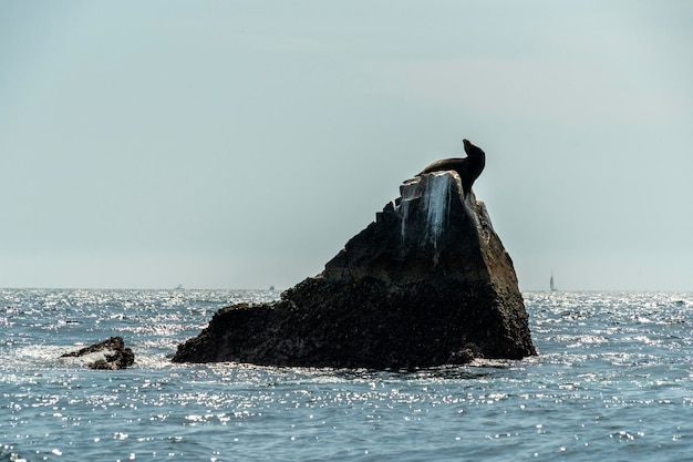 Lion de mer sur un rocher dans le port de Cabo San Lucas au Mexique