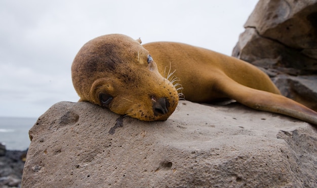 Lion de mer sur les rochers