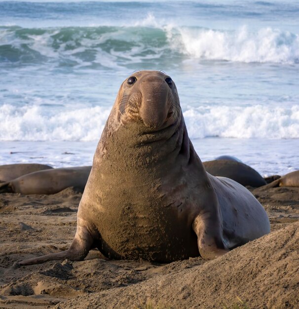 Photo un lion de mer se détend sur la plage.