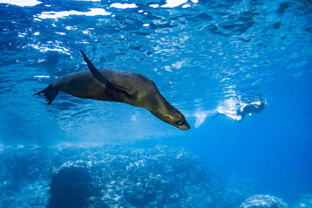 Le lion de mer sous-marin en plongée dans les Galapagos